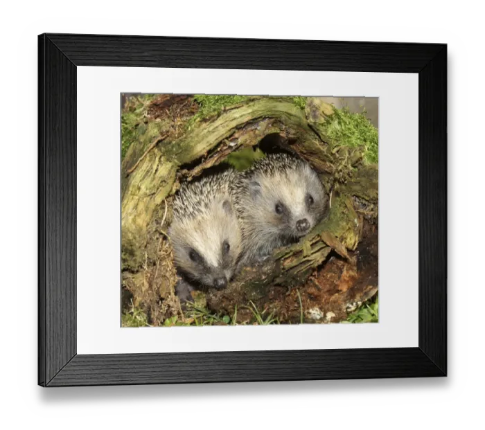 Framed Print : Hedgehog -Erinaceus europaeus-, young animals in old tree stump, Allgau, Bavaria, Germany Framed Print : Hedgehog -Erinaceus europaeus-, young animals in old tree stump, Allgau, Bavaria, Germany