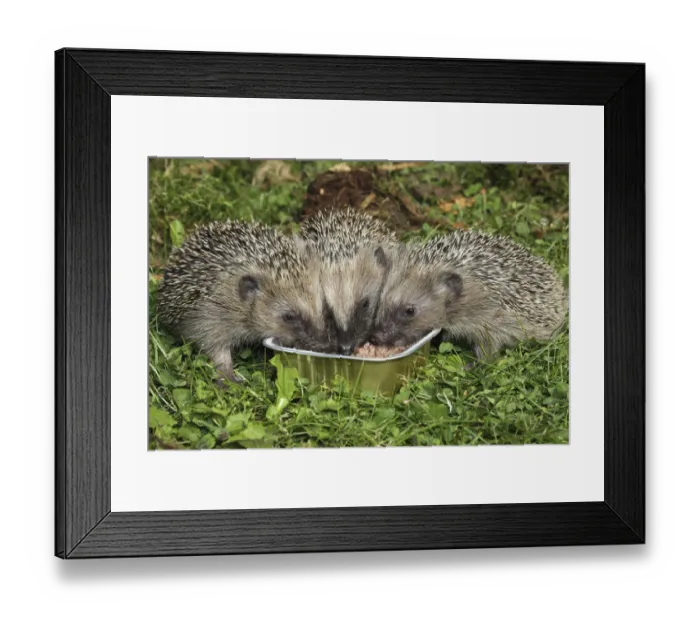 Framed Print : Hedgehog -Erinaceus europaeus-, young animals feeding from bowl in the garden, Allgau, Bavaria, Germany Framed Print : Hedgehog -Erinaceus europaeus-, young animals feeding from bowl in the garden, Allgau, Bavaria, Germany