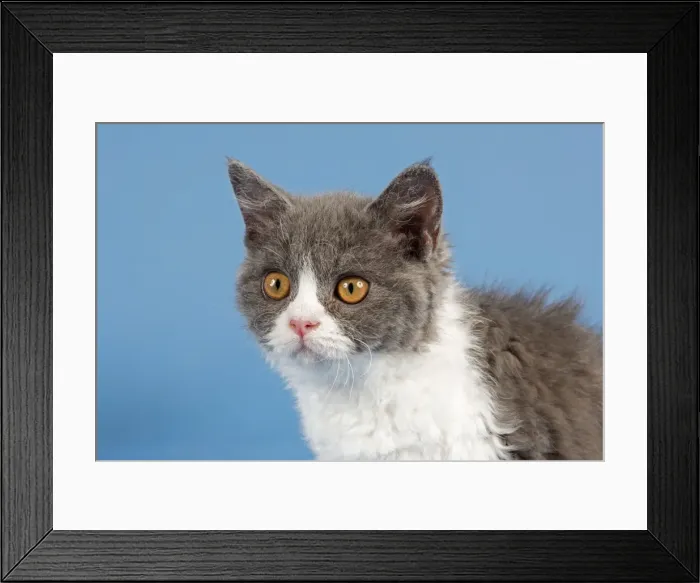 Framed Print : Selkirk Rex kitten, 10 weeks, colour blue-white