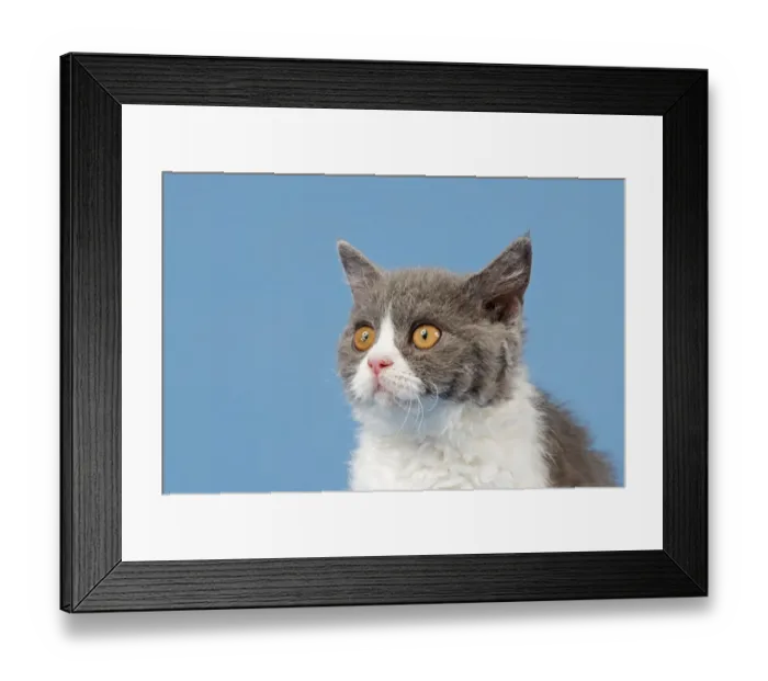 Framed Print : Selkirk Rex kitten, 10 weeks, colour blue-white Framed Print : Selkirk Rex kitten, 10 weeks, colour blue-white