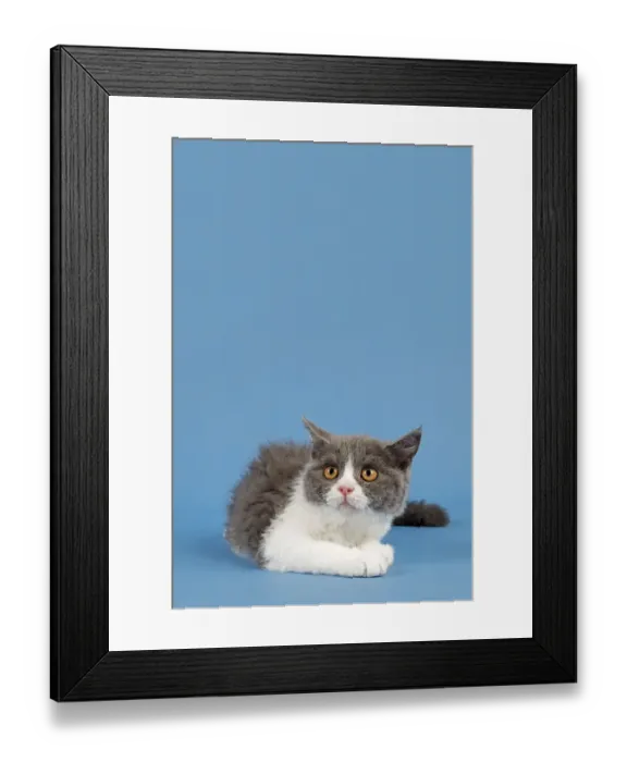 Framed Print : Selkirk Rex kitten, 10 weeks, colour blue-white Framed Print : Selkirk Rex kitten, 10 weeks, colour blue-white