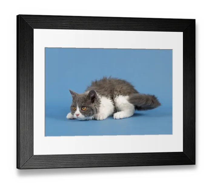 Framed Print : Selkirk Rex kitten, 10 weeks, colour blue-white Framed Print : Selkirk Rex kitten, 10 weeks, colour blue-white