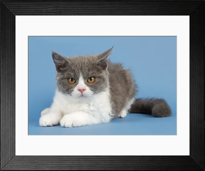 Framed Print : Breed Selkirk Rex Kitten, 10 weeks old, color blue white