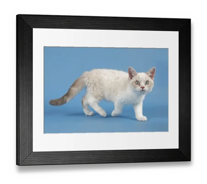 Framed Print : Breed Selkirk Rex Kitten, 10 weeks old, color blue lynx white Framed Print : Breed Selkirk Rex Kitten, 10 weeks old, color blue lynx white