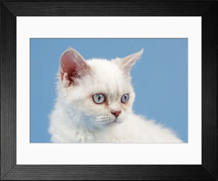 Framed Print : Breed Selkirk Rex Kitten, 10 weeks old, lilac point torbie Framed Print : Breed Selkirk Rex Kitten, 10 weeks old, lilac point torbie