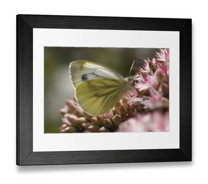 Framed Print : Green-veined White -Pieris napi- on Orpine -Sedum telephium-, North Rhine-Westphalia, Germany Framed Print : Green-veined White -Pieris napi- on Orpine -Sedum telephium-, North Rhine-Westphalia, Germany