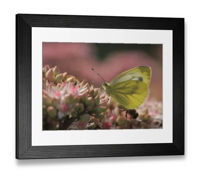 Framed Print : Green-veined White -Pieris napi- on Orpine -Sedum telephium-, North Rhine-Westphalia, Germany Framed Print : Green-veined White -Pieris napi- on Orpine -Sedum telephium-, North Rhine-Westphalia, Germany