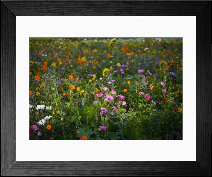 Framed Print : Meadow with blooming colorful summer flowers, Germany Framed Print : Meadow with blooming colorful summer flowers, Germany