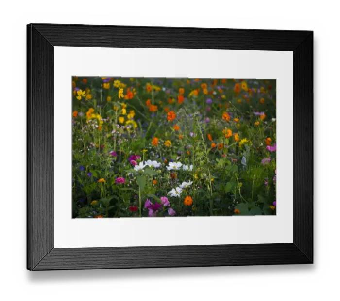 Framed Print : Meadow with blooming colorful summer flowers, Germany Framed Print : Meadow with blooming colorful summer flowers, Germany