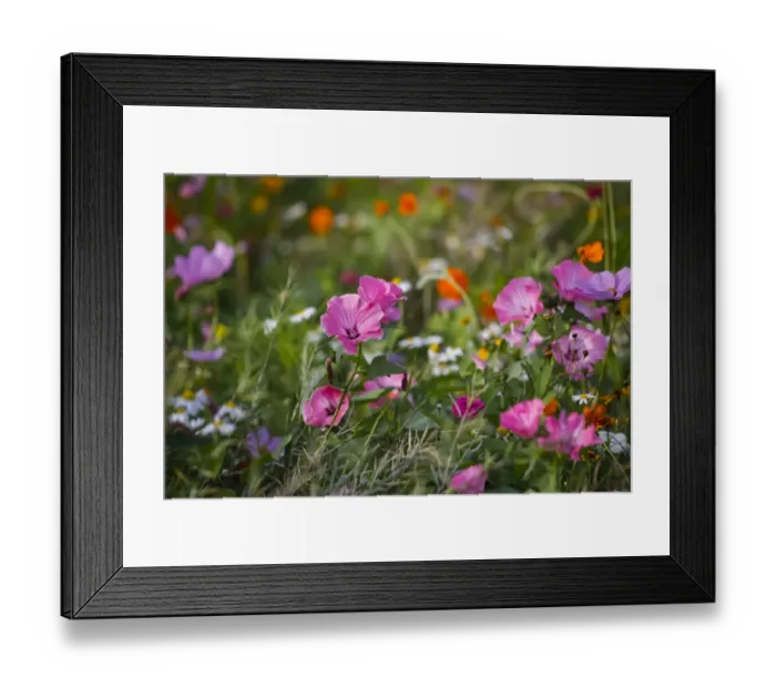 Framed Print : Meadow with blooming colorful summer flowers, Germany Framed Print : Meadow with blooming colorful summer flowers, Germany