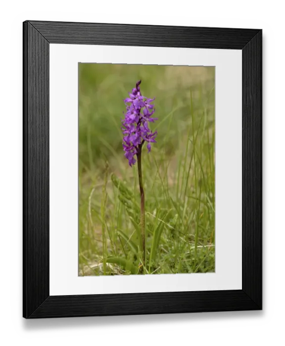 Framed Print : Early Purple Orchid -Orchis mascula-, Lower Engadin, Canton of Graubunden, Switzerland Framed Print : Early Purple Orchid -Orchis mascula-, Lower Engadin, Canton of Graubunden, Switzerland