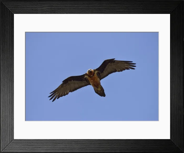Framed Print : Lammergeier or Bearded Vulture -Gypaetus barbatus-, Swiss National Park, Lower Engadin, Canton of Graubunden, Switzerland Framed Print : Lammergeier or Bearded Vulture -Gypaetus barbatus-, Swiss National Park, Lower Engadin, Canton of Graubunden, Switzerland