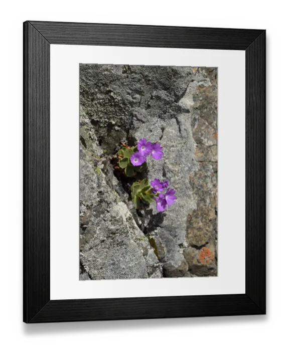 Framed Print : Stinking Primrose -Primula hirsuta-, Lower Engadin, Canton of Graubunden, Switzerland Framed Print : Stinking Primrose -Primula hirsuta-, Lower Engadin, Canton of Graubunden, Switzerland