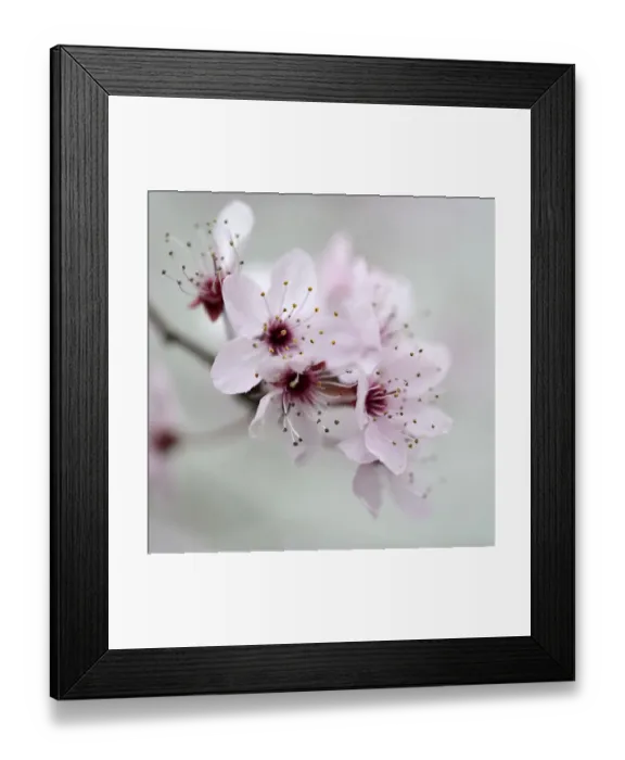Framed Print : Blossom of the cherry plum -Prunus cerasifera-, North Rhine-Westphalia, Germany Framed Print : Blossom of the cherry plum -Prunus cerasifera-, North Rhine-Westphalia, Germany