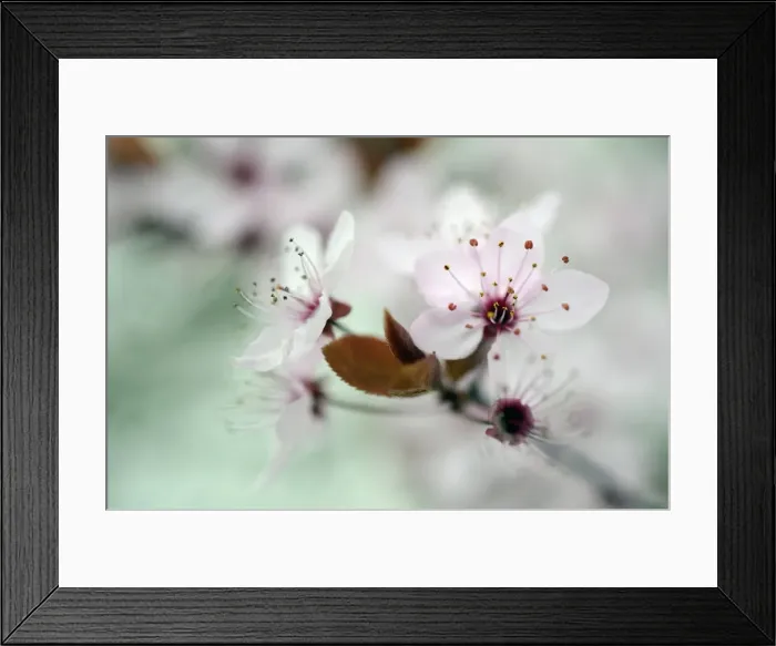 Framed Print : Blossom of the cherry plum -Prunus cerasifera-, North Rhine-Westphalia, Germany Framed Print : Blossom of the cherry plum -Prunus cerasifera-, North Rhine-Westphalia, Germany
