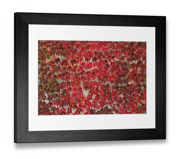 Framed Print : Japanese Creeper -Parthenocissus tricuspidata-, autumnal colouration, on a wall Framed Print : Japanese Creeper -Parthenocissus tricuspidata-, autumnal colouration, on a wall