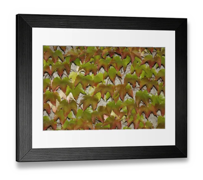 Framed Print : Japanese Creeper -Parthenocissus tricuspidata- on a wall Framed Print : Japanese Creeper -Parthenocissus tricuspidata- on a wall
