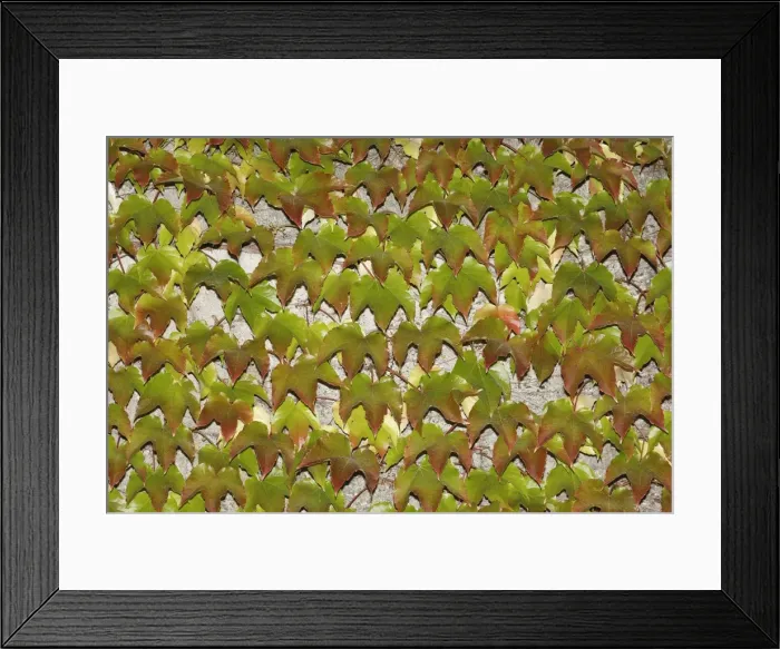Framed Print : Japanese Creeper -Parthenocissus tricuspidata- on a wall Framed Print : Japanese Creeper -Parthenocissus tricuspidata- on a wall