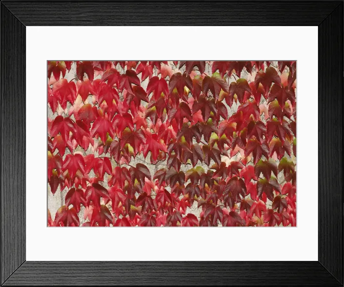 Framed Print : Japanese Creeper -Parthenocissus tricuspidata-, autumnal colouration, on a wall Framed Print : Japanese Creeper -Parthenocissus tricuspidata-, autumnal colouration, on a wall