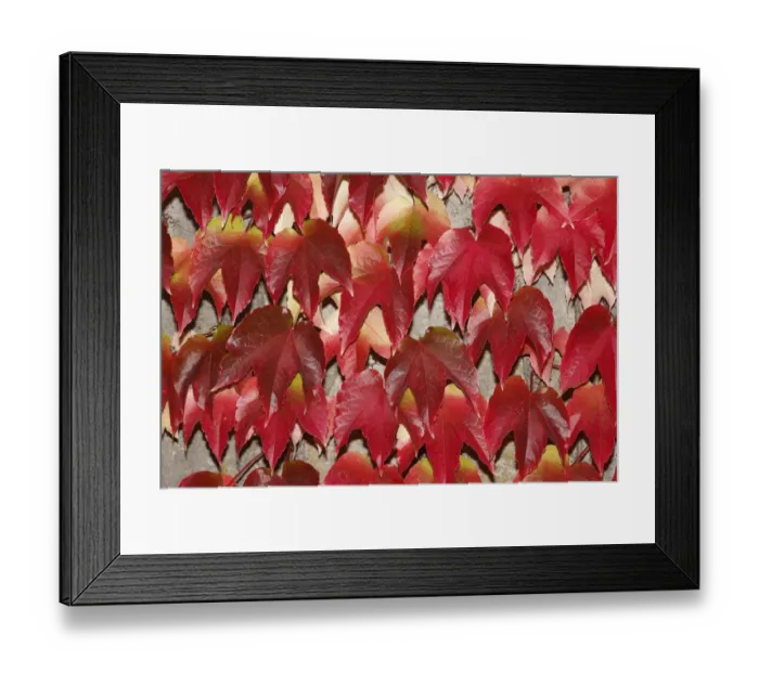 Framed Print : Japanese Creeper -Parthenocissus tricuspidata-, autumnal colouration, on a wall Framed Print : Japanese Creeper -Parthenocissus tricuspidata-, autumnal colouration, on a wall