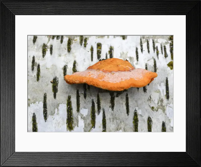 Framed Print : Cinnabar Polypore -Pycnoporus cinnabarinus-, Emsland, Lower Saxony, Germany Framed Print : Cinnabar Polypore -Pycnoporus cinnabarinus-, Emsland, Lower Saxony, Germany
