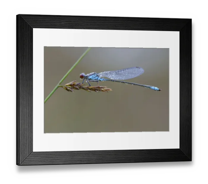 Framed Print : Small Red-eyed Damselfly -Erythromma viridulum-, Emsland, Lower Saxony, Germany Framed Print : Small Red-eyed Damselfly -Erythromma viridulum-, Emsland, Lower Saxony, Germany