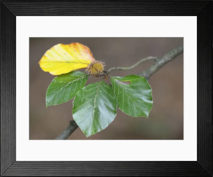 Framed Print : Beech -Fagus sylvatica-, foliage, Emsland, Lower Saxony, Germany Framed Print : Beech -Fagus sylvatica-, foliage, Emsland, Lower Saxony, Germany
