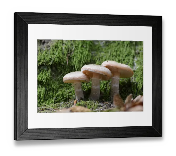 Framed Print : Dark Honey Fungus -Armillaria ostoyae-, Emsland, Lower Saxony, Germany