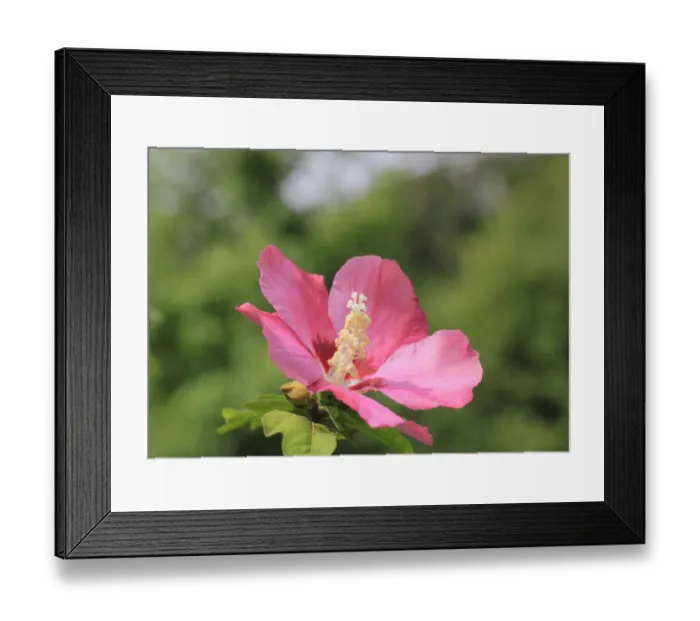 Framed Print : Rose mallow -Hibiscus syriacus-, NRW, Germany Framed Print : Rose mallow -Hibiscus syriacus-, NRW, Germany