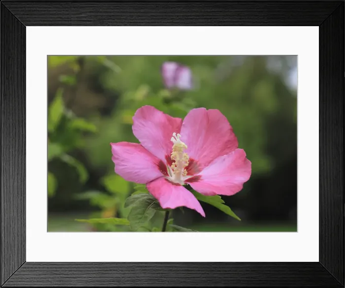 Framed Print : Rose mallow -Hibiscus syriacus-, NRW, Germany Framed Print : Rose mallow -Hibiscus syriacus-, NRW, Germany