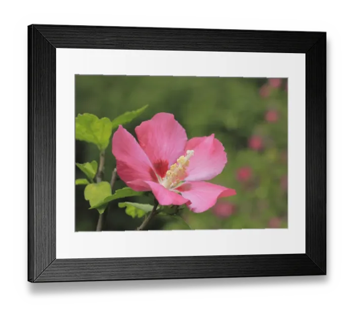 Framed Print : Rose mallow -Hibiscus syriacus-, NRW, Germany Framed Print : Rose mallow -Hibiscus syriacus-, NRW, Germany