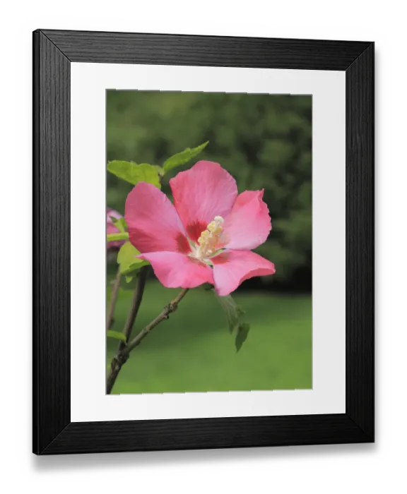 Framed Print : Rose mallow -Hibiscus syriacus-, NRW, Germany Framed Print : Rose mallow -Hibiscus syriacus-, NRW, Germany