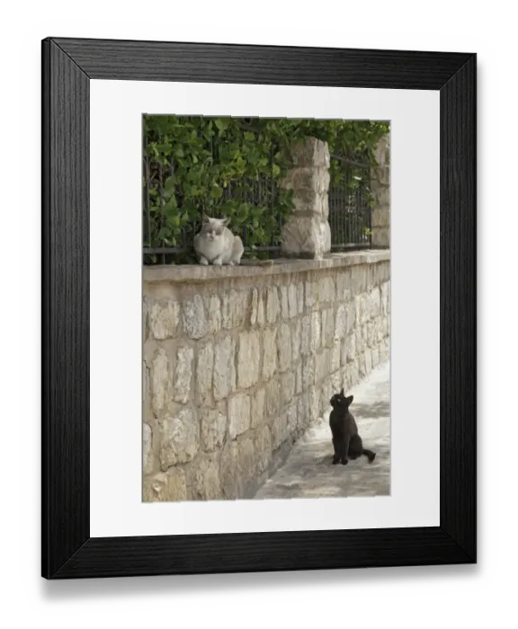 Framed Print : Cats, historic centre, Rab Town, Rab, Primorje-Gorski Kotar County, Croatia Framed Print : Cats, historic centre, Rab Town, Rab, Primorje-Gorski Kotar County, Croatia