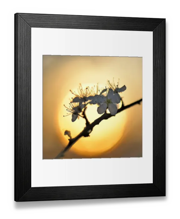 Framed Print : Blossom of the cherry plum -Prunus cerasifera-, North Rhine-Westphalia, Germany Framed Print : Blossom of the cherry plum -Prunus cerasifera-, North Rhine-Westphalia, Germany