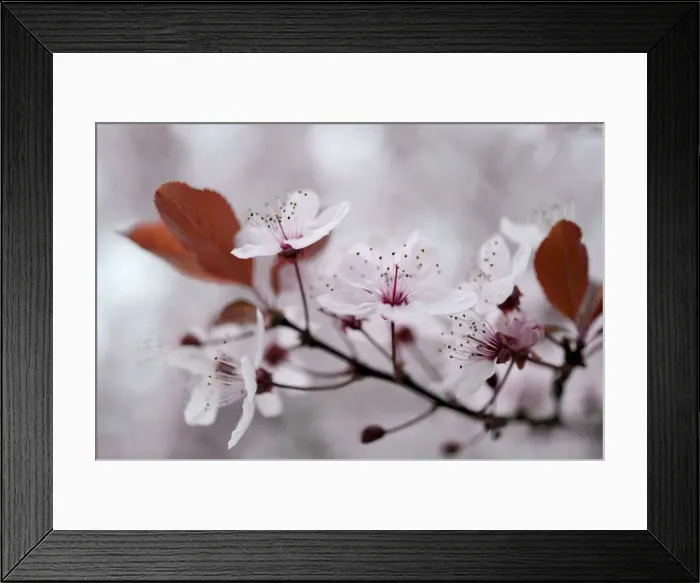 Framed Print : Blossom of the cherry plum -Prunus cerasifera-, North Rhine-Westphalia, Germany Framed Print : Blossom of the cherry plum -Prunus cerasifera-, North Rhine-Westphalia, Germany