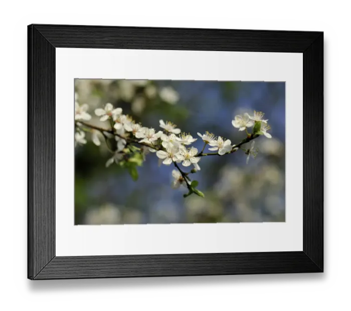 Framed Print : Blossom of the cherry plum -Prunus cerasifera-, North Rhine-Westphalia, Germany Framed Print : Blossom of the cherry plum -Prunus cerasifera-, North Rhine-Westphalia, Germany
