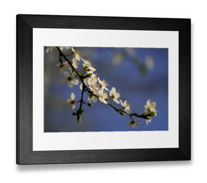 Framed Print : Blossom of the cherry plum -Prunus cerasifera-, North Rhine-Westphalia, Germany Framed Print : Blossom of the cherry plum -Prunus cerasifera-, North Rhine-Westphalia, Germany