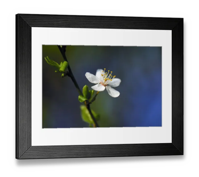 Framed Print : Blossom of the cherry plum -Prunus cerasifera-, North Rhine-Westphalia, Germany Framed Print : Blossom of the cherry plum -Prunus cerasifera-, North Rhine-Westphalia, Germany