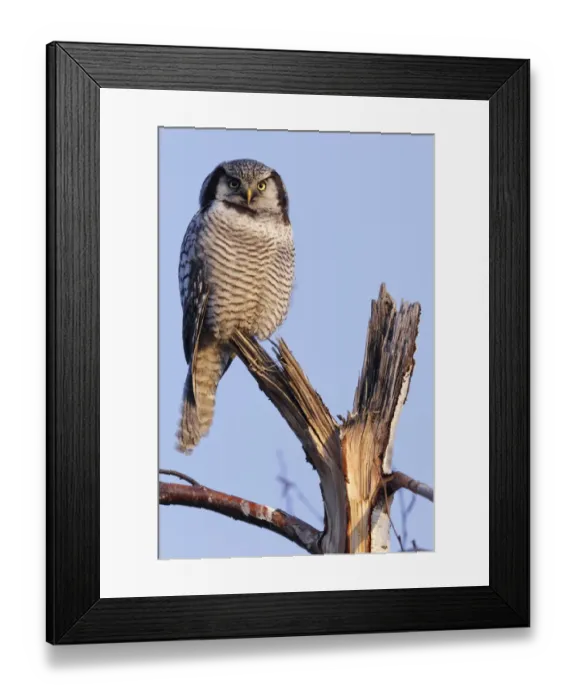 Framed Print : Northern Hawk-Owl -Surnia ulula-, perched, in the morning light, Saxony-Anhalt, Germany Framed Print : Northern Hawk-Owl -Surnia ulula-, perched, in the morning light, Saxony-Anhalt, Germany