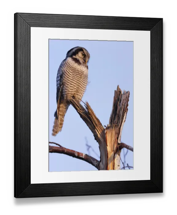 Framed Print : Northern Hawk-Owl -Surnia ulula-, perched, in the morning light, Saxony-Anhalt, Germany