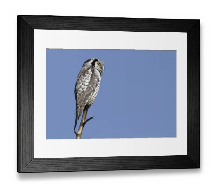 Framed Print : Northern Hawk-Owl -Surnia ulula-, perched, Saxony-Anhalt, Germany Framed Print : Northern Hawk-Owl -Surnia ulula-, perched, Saxony-Anhalt, Germany