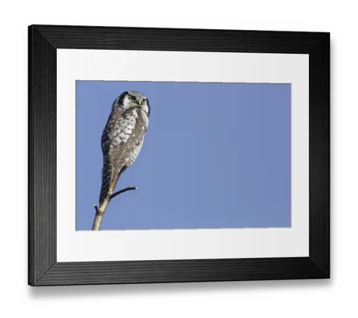 Framed Print : Northern Hawk-Owl -Surnia ulula-, perched, Saxony-Anhalt, Germany Framed Print : Northern Hawk-Owl -Surnia ulula-, perched, Saxony-Anhalt, Germany