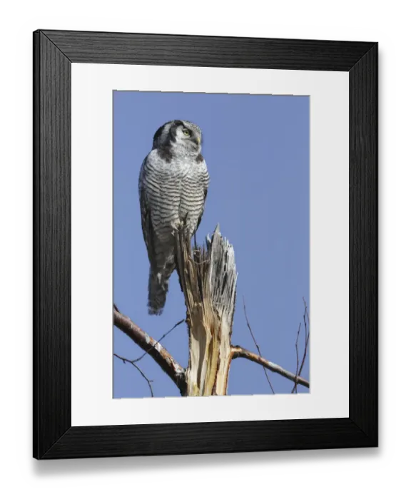 Framed Print : Northern Hawk-Owl -Surnia ulula-, perched, Saxony-Anhalt, Germany Framed Print : Northern Hawk-Owl -Surnia ulula-, perched, Saxony-Anhalt, Germany
