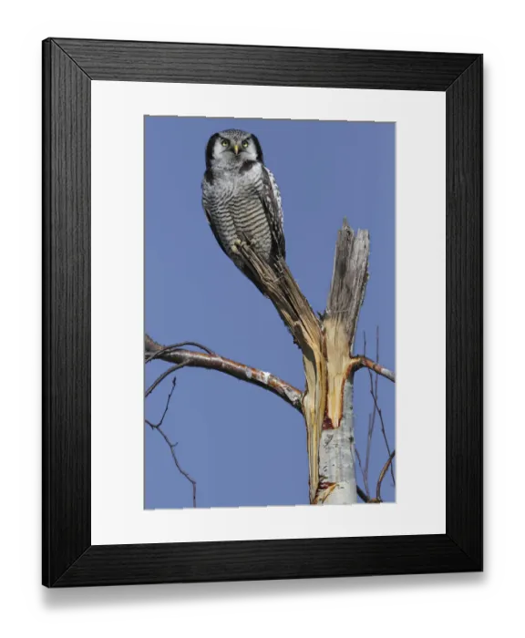 Framed Print : Northern Hawk-Owl -Surnia ulula-, perched, Saxony-Anhalt, Germany Framed Print : Northern Hawk-Owl -Surnia ulula-, perched, Saxony-Anhalt, Germany