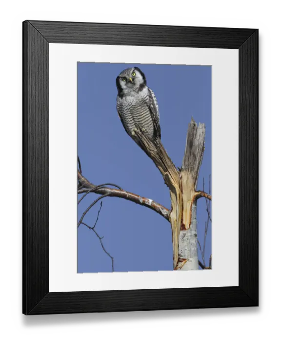 Framed Print : Northern Hawk-Owl -Surnia ulula-, perched, Saxony-Anhalt, Germany Framed Print : Northern Hawk-Owl -Surnia ulula-, perched, Saxony-Anhalt, Germany
