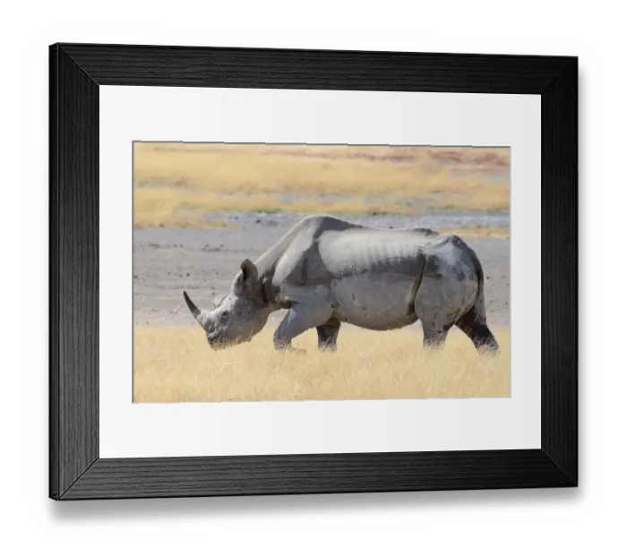 Framed Print : Black Rhinoceros -Diceros bicornis-, male, walking in dry grass, Etosha National Park, Namibia Framed Print : Black Rhinoceros -Diceros bicornis-, male, walking in dry grass, Etosha National Park, Namibia