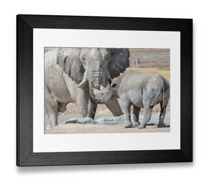 Framed Print : African elephant bull -Loxodonta africana- and Black rhinoceros -Diceros bicornis-, face to face, at waterhole, Etosha National Park, Namibia, Africa