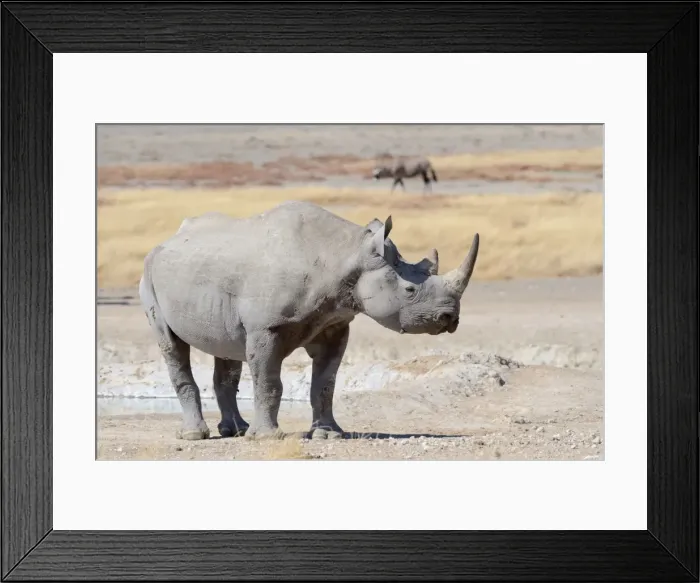 Framed Print : Black Rhinoceros -Diceros bicornis-, male, Etosha National Park, Namibia Framed Print : Black Rhinoceros -Diceros bicornis-, male, Etosha National Park, Namibia