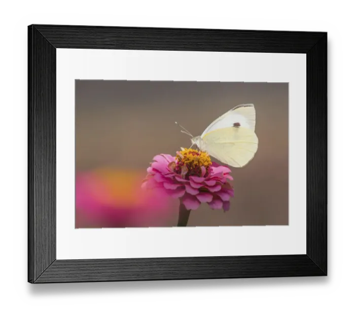Framed Print : Large White butterfly -Pieris brassicae- on Common Zinnia -Zinnia elegans- Framed Print : Large White butterfly -Pieris brassicae- on Common Zinnia -Zinnia elegans-