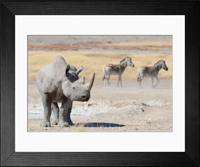 Framed Print : Black Rhinoceros -Diceros bicornis-, male, and Burchells Zebras -Equus burchelli-, at waterhole, Etosha National Park, Namibia Framed Print : Black Rhinoceros -Diceros bicornis-, male, and Burchells Zebras -Equus burchelli-, at waterhole, Etosha National Park, Namibia